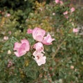 Rose bush floribunda Ã¢â¬â pink - Macea dendrological park - situated in the Arad county - Romania Royalty Free Stock Photo